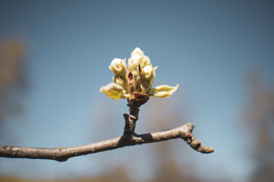 Close-up of white flowering plant against sky