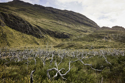 Dry plants on field against mountains