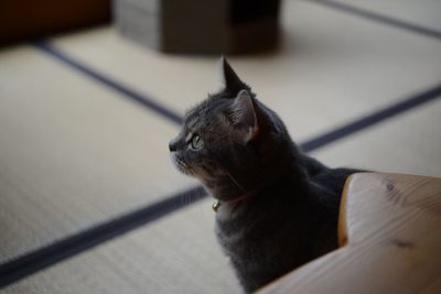 High angle view of cat looking away at home