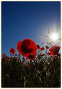 Close-up of red flowers blooming in field