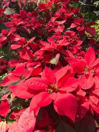 Close-up of red flowering plant