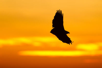 Silhouette bird flying against orange sky