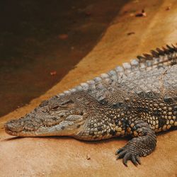 Close-up of crocodile resting