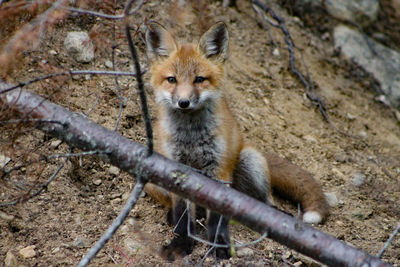 Red fox ...while waiting for mom with the meal we relax...