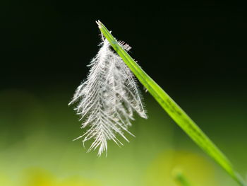 Close-up of feather on grass