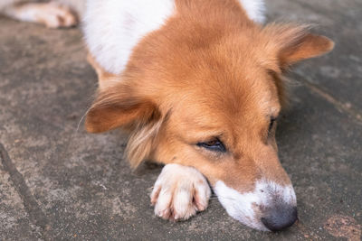 High angle view of dog lying on footpath