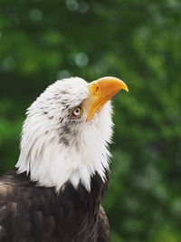 Close-up of eagle against blurred background