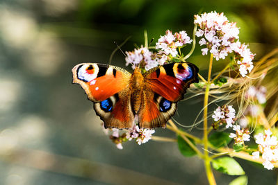 Close-up of butterfly pollinating on flower