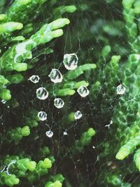 Macro shot of water drops on leaves