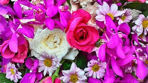 Close-up of pink flowers