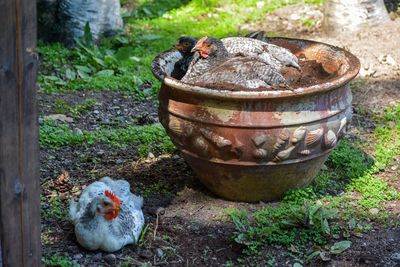 High angle view of bird in a container