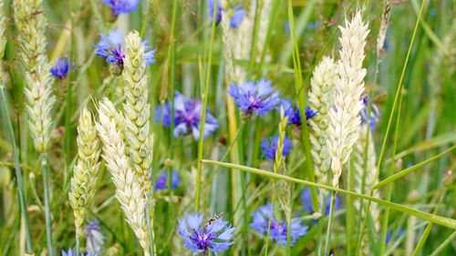 Close-up of corn flower plants on field