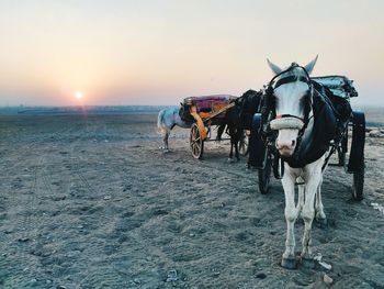 Horse cart on beach