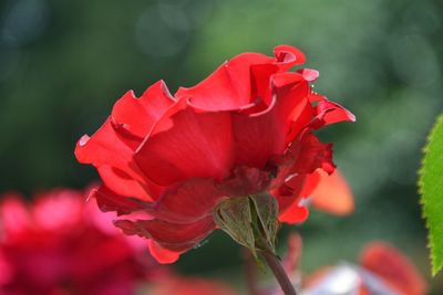 Close-up of red flowers blooming outdoors