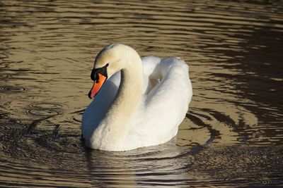 Swan swimming in lake