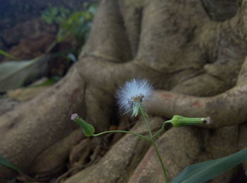 Close-up of flower