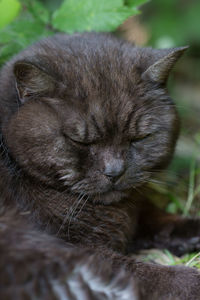 Close-up of cat sleeping