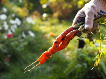 Harvesting season in autumn. female hands holding two carrots intertwined in an interesting way. 