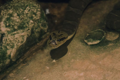 High angle view of frog on rock