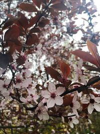 Low angle view of pink flowers