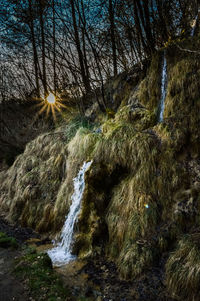 Scenic view of waterfall in forest