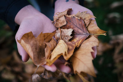 Close-up of fallen maple leaves