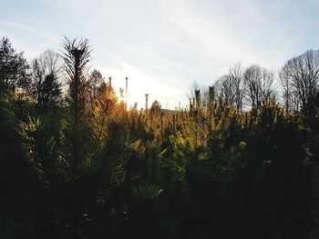 Plants growing on field against sky during sunset