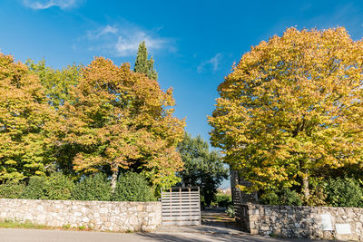 Autumn trees in park against blue sky on sunny day