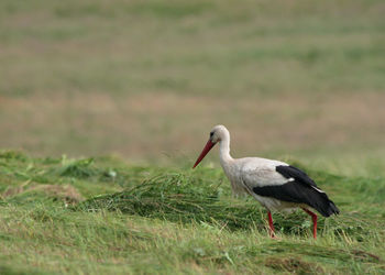 Stork looking for food