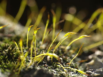 Close-up of plant growing in field