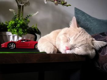 Cat sleeping in a car