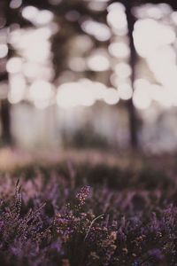 Close-up of purple flowering plants on field