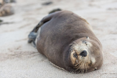 Close-up of lion resting on sand at beach