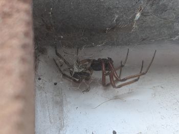 Close-up of spider on web