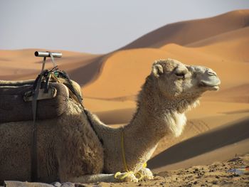 Giraffe in a desert