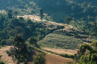 High angle view of trees on landscape