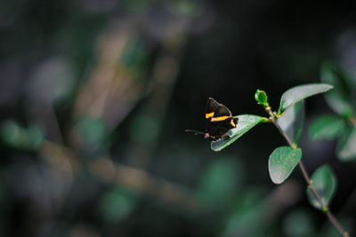 Close-up of insect on plant