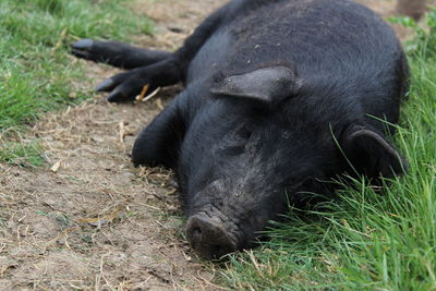 Close-up of a pig lying on field