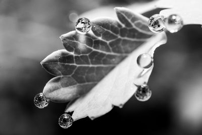 Close-up of water drop on leaf