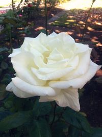 Close-up of white rose