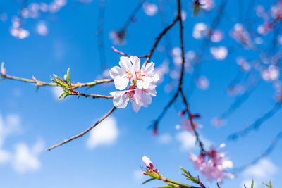 Low angle view of cherry blossom against blue sky