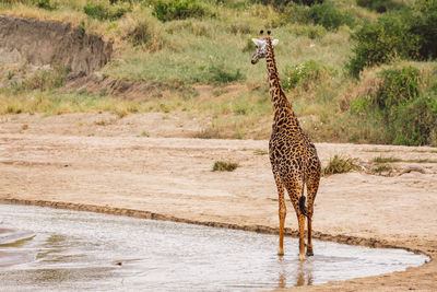 Portrait of giraffe walking on lake water