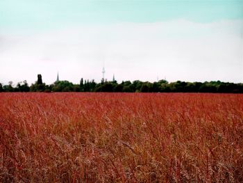 Scenic view of field against sky