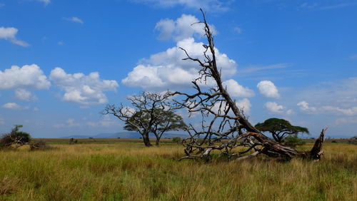 Tree on field against sky