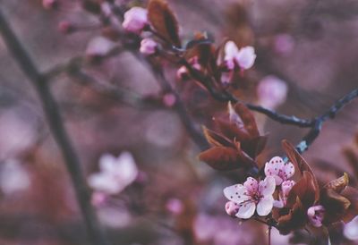 Pink blooming tree in the park in gdynia