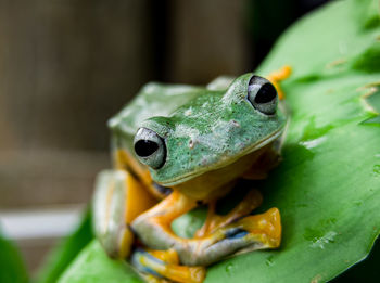 Close-up of frog