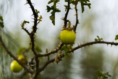 Close-up of fruit growing on tree