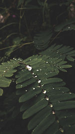 High angle view of raindrops on leaves