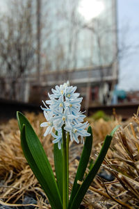 Close-up of white flowers