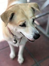 Close-up of dog looking away